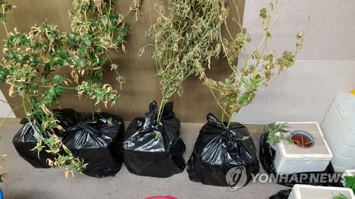 물과 영양분으로 속성재배된 대마초