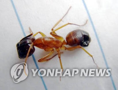 붉은 불개미