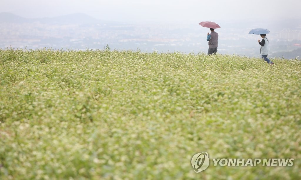 빗속 하얀 메밀꽃 물결 감상