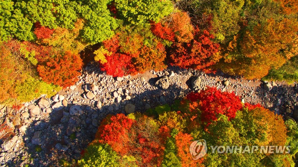 지금 한라산은 단풍 절정