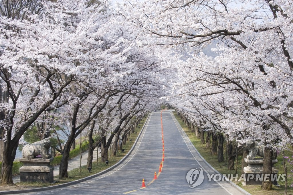 '용인에버 벚꽃축제'