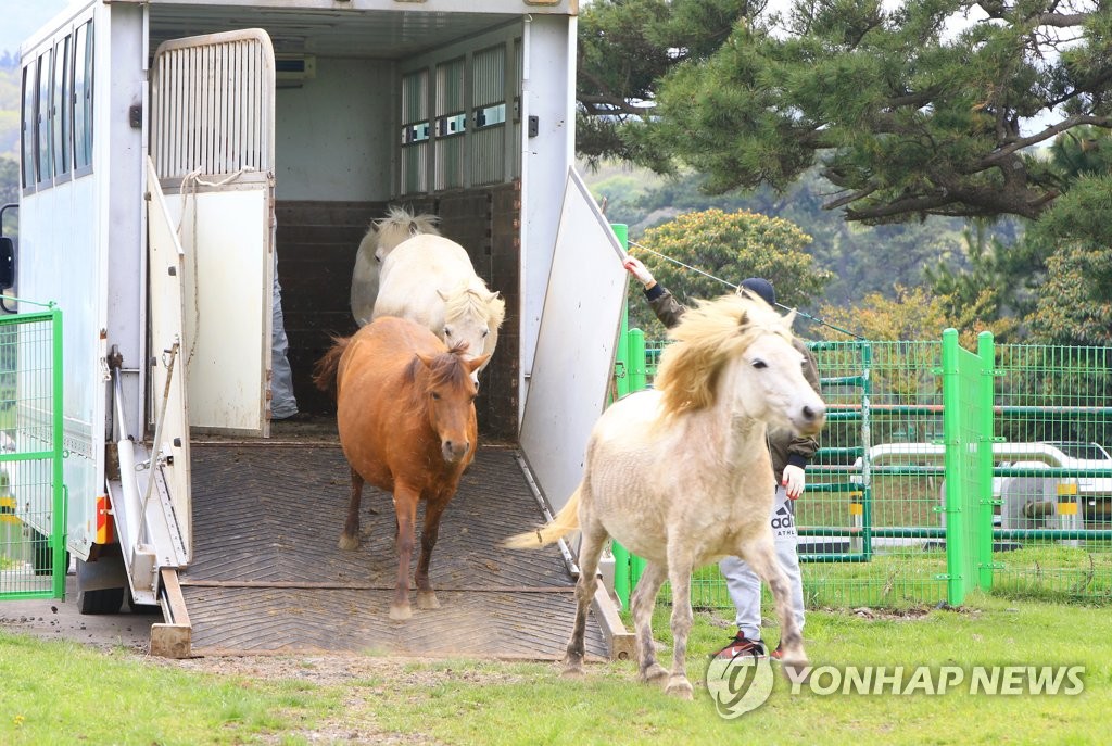한라산 중턱 초원에 돌아온 제주마
