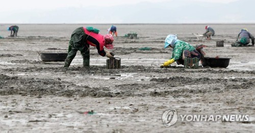 태안 황도 앞바다 바지락잡이