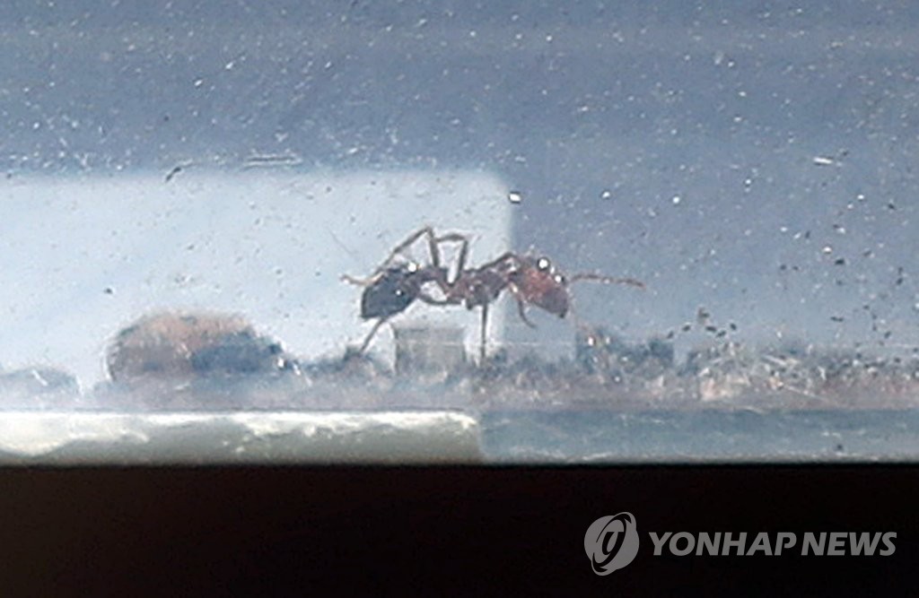 인천에서 발견된 붉은불개미