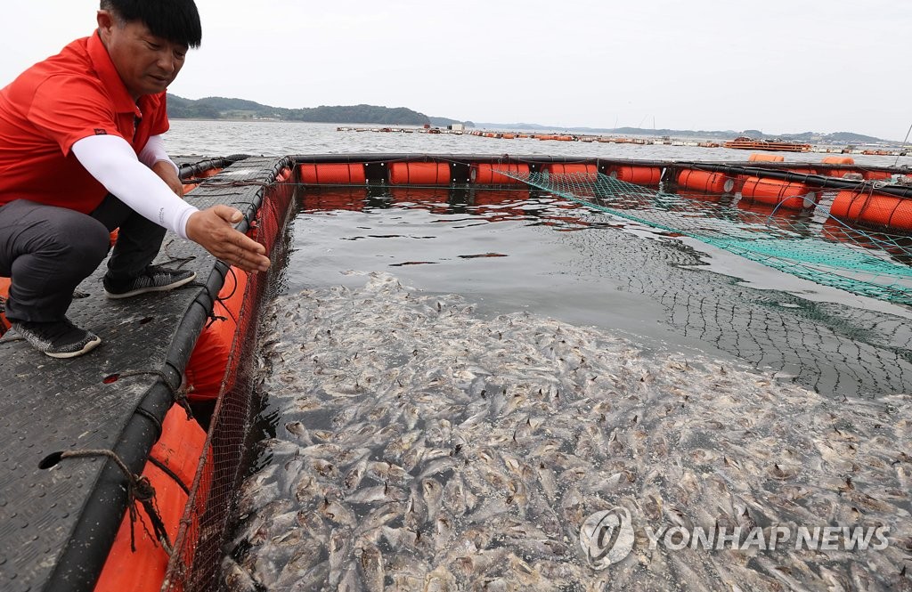 천수만 가두리양식장 우럭 떼죽음