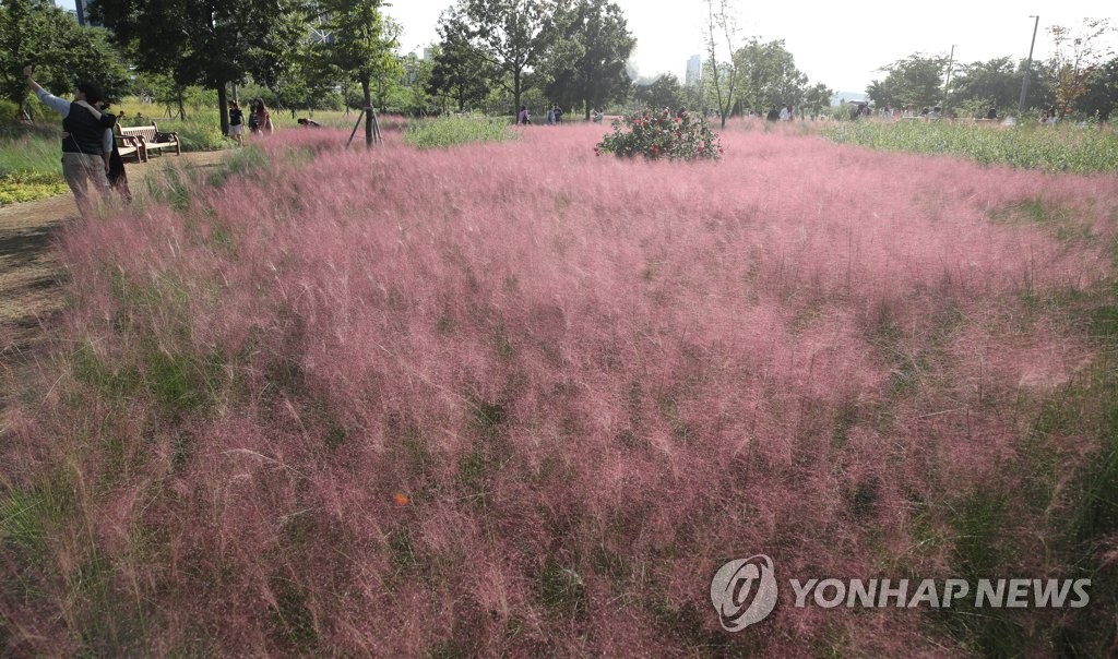 핑크빛 세상
