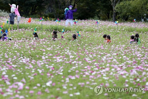 코스모스 보며 가을 소풍
