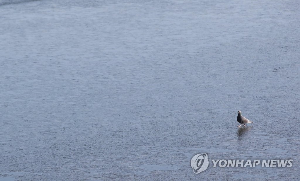 비둘기 얼음 위를 걷다