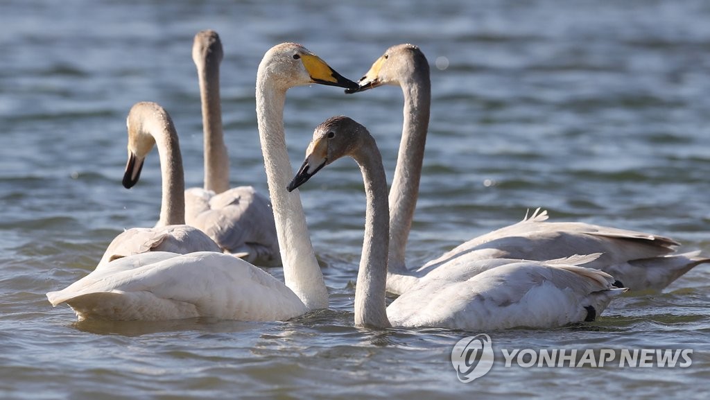 태화강서 자태 뽐내는 큰고니