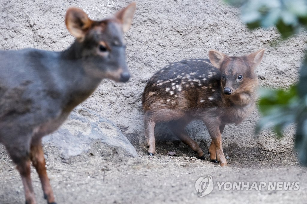  LA 동물원에 NCT ′해찬′ 한글이름 아기사슴 