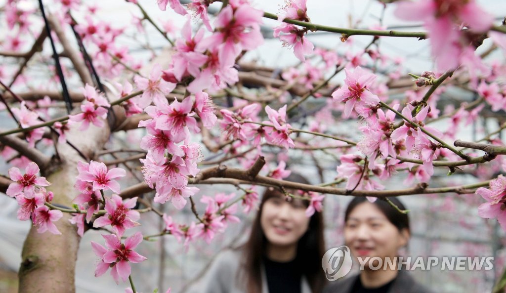 Peach blossoms in bloom Peach blossoms in bloom
