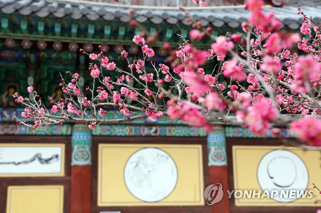 봄소식 알리는 금둔사 홍매화