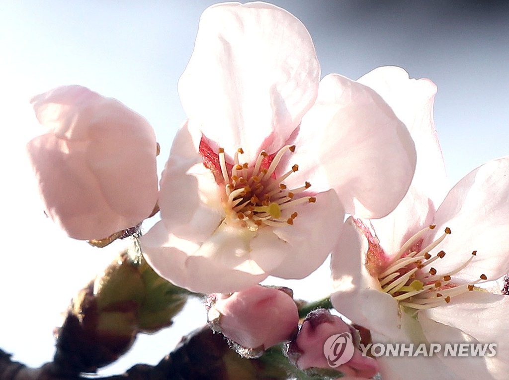 진해 벚꽃 활짝