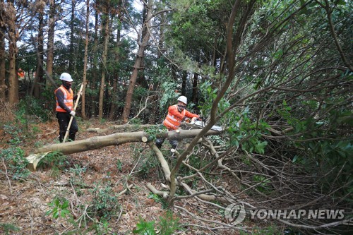 확장공사 재개된 제주 비자림로