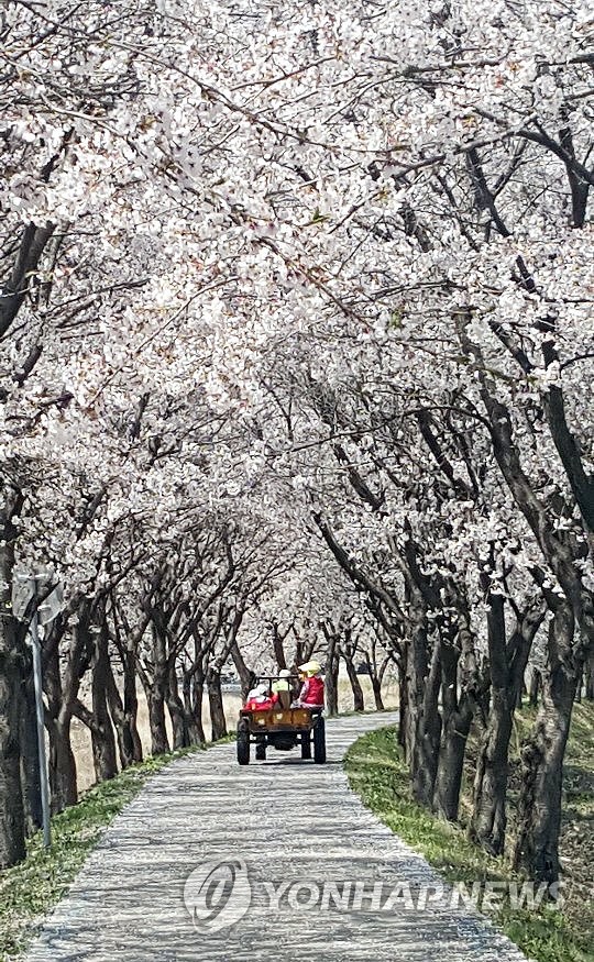 봄 내음 가득한 보은…벚꽃 만개