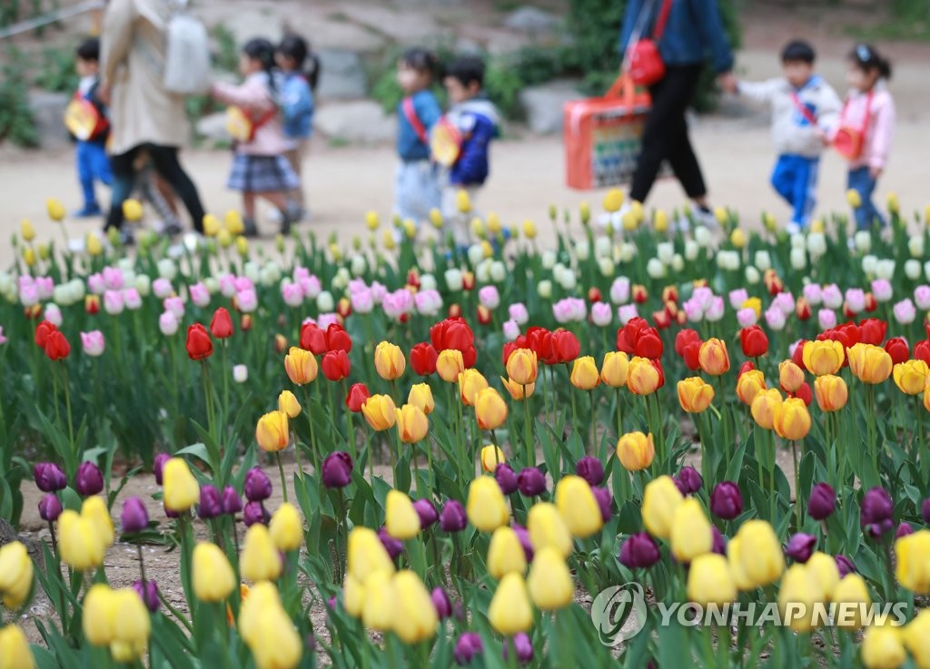 Tulipes Tulipes