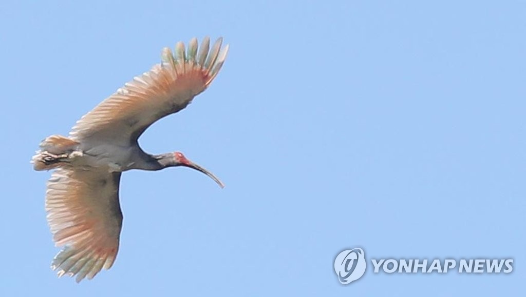 따오기 40년 만에 국내서 비상