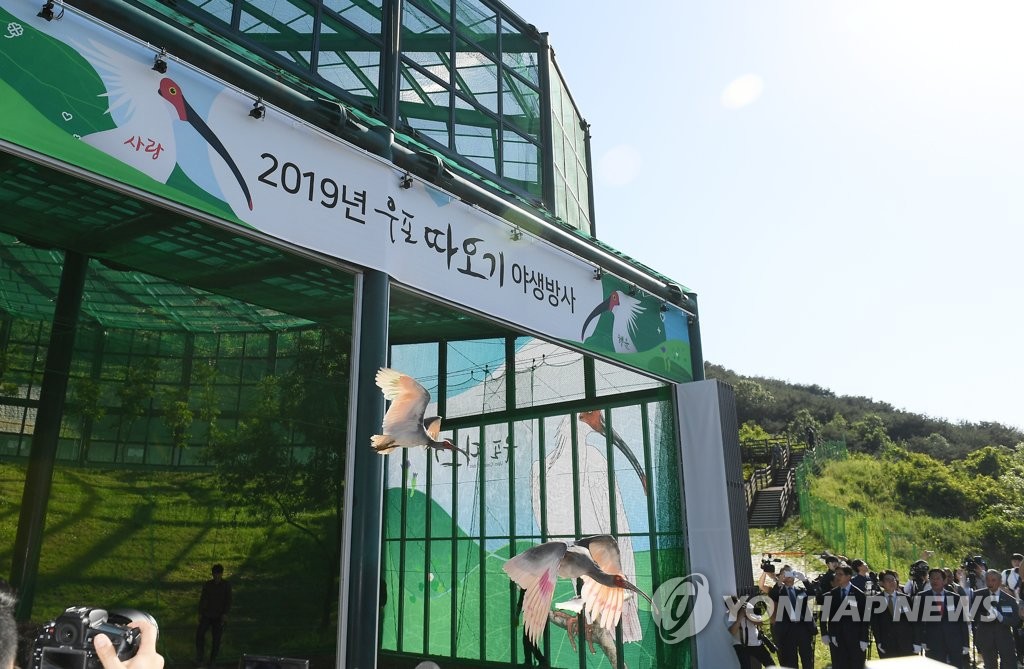 우포늪 따오기, 40년 만에 야생 방사
