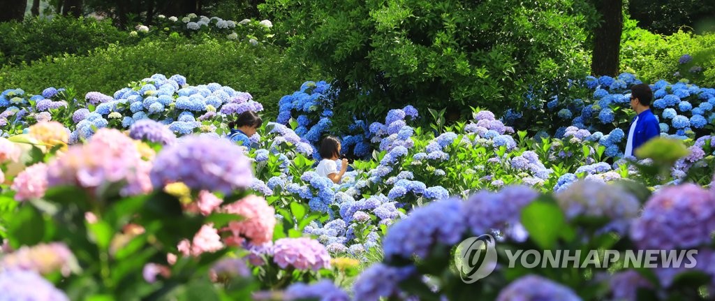 활짝 핀 수국에 '심쿵'