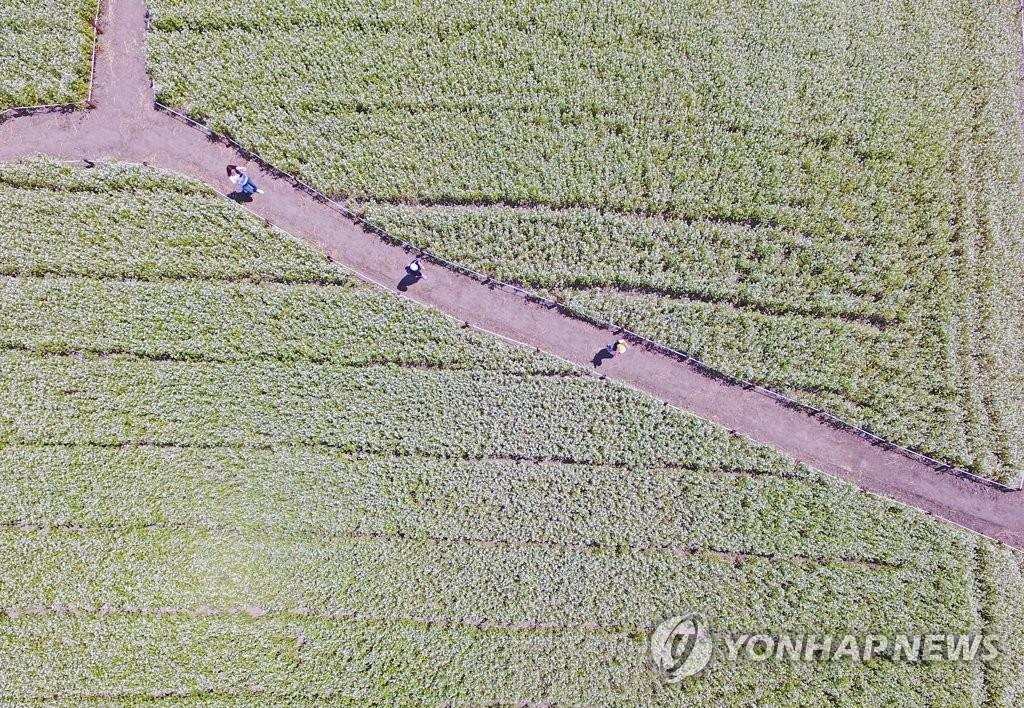 춘천 강촌 메밀밭 꽃길