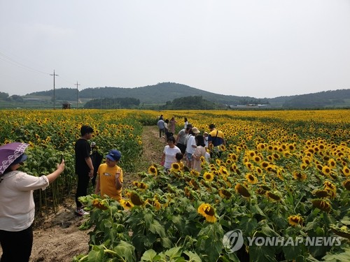 해남 해바라기 농장 장관