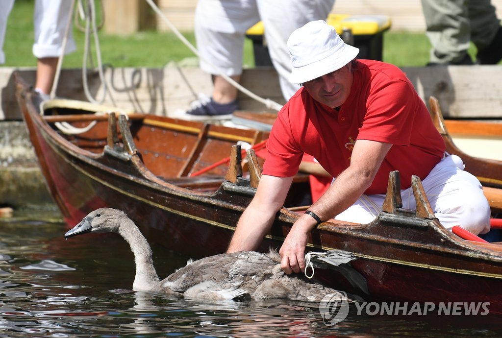 '여왕의 백조를 위해'…英 템스강 '스완 어핑'