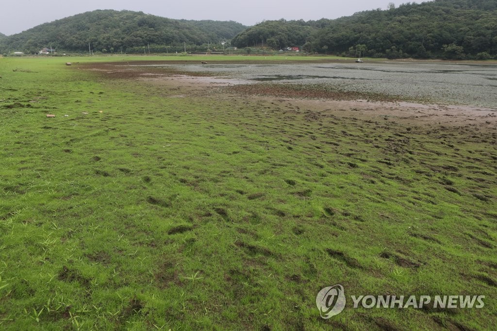 마른 장마로 풀이 자란 저수지