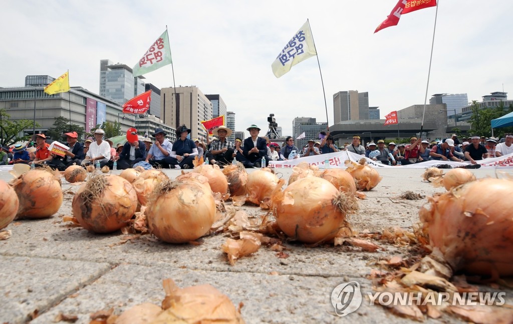 가격 폭락에 버려진 양파들