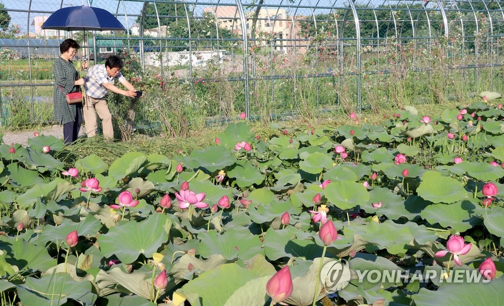 "당진 합덕제로 연꽃 구경 오세요"