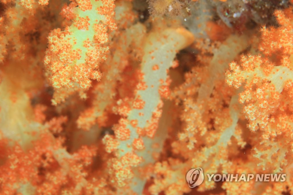 서귀포 문섬의 화려한 연산호