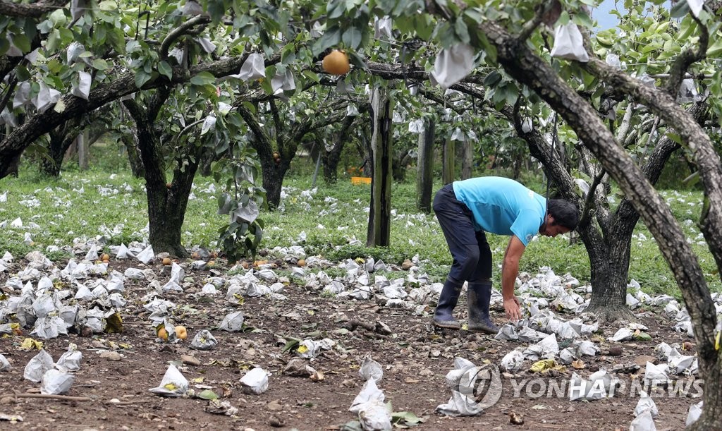 A farmer picks up pears fallen on the ground at an orchard in Suncheon, 415 kilometers south of Seoul, on Sept. 8, 2019, after Typhoon Lingling struck the country the previous day. (Yonhap)