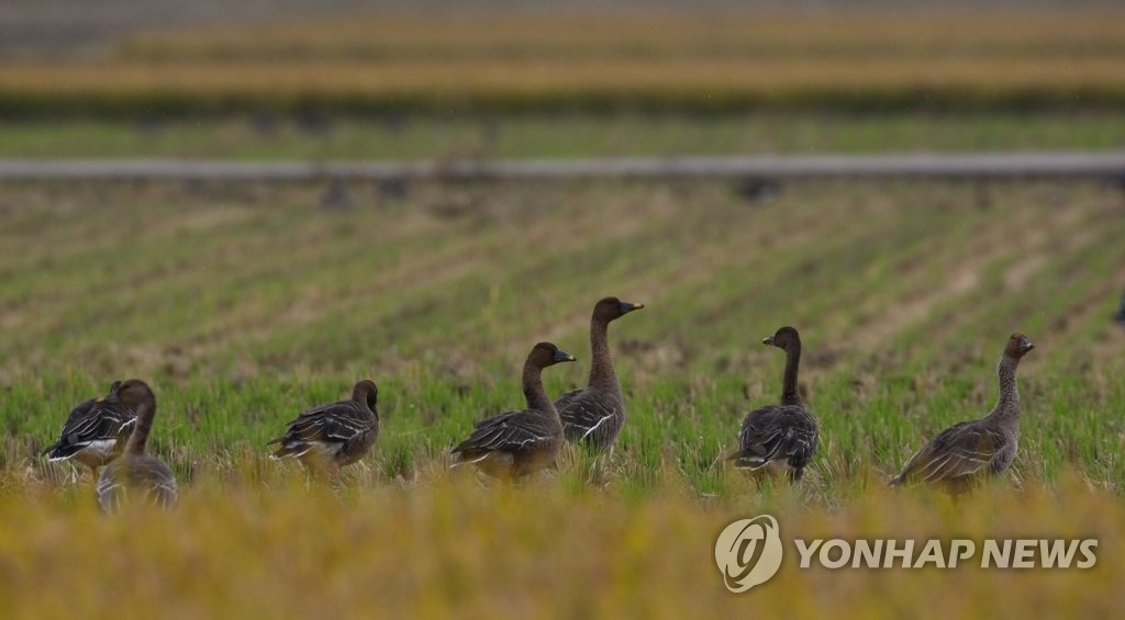 월동하러 왔어요