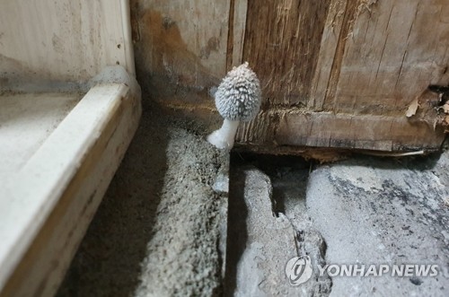 새 아파트 안방 욕실에 핀 버섯