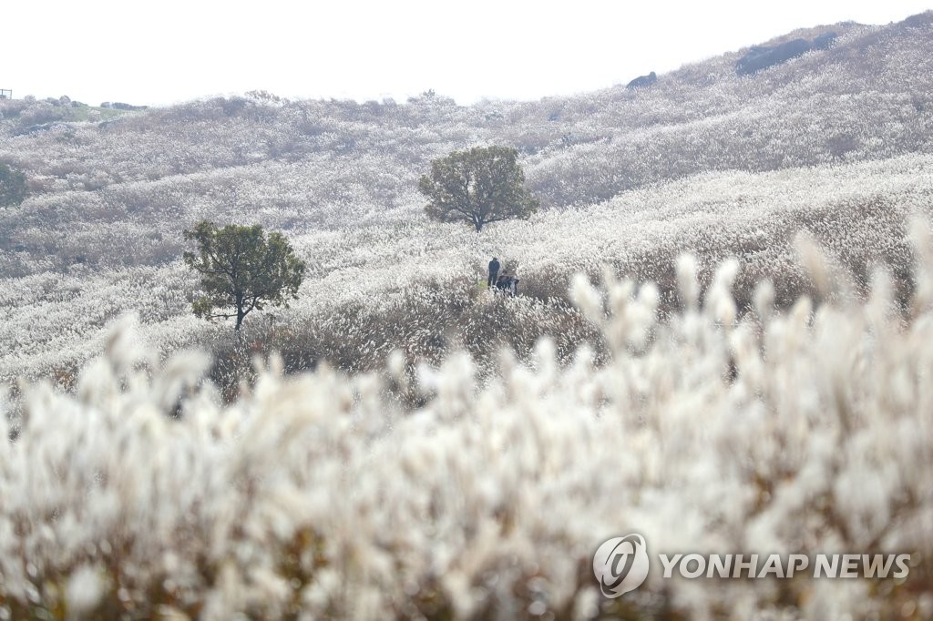 은빛 억새 물결