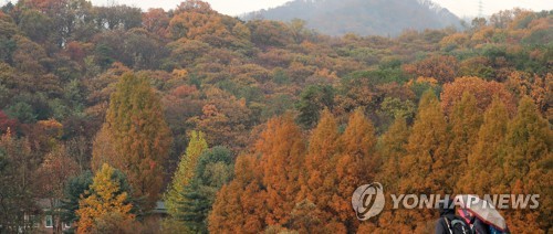 깊어가는 가을, 우중산책