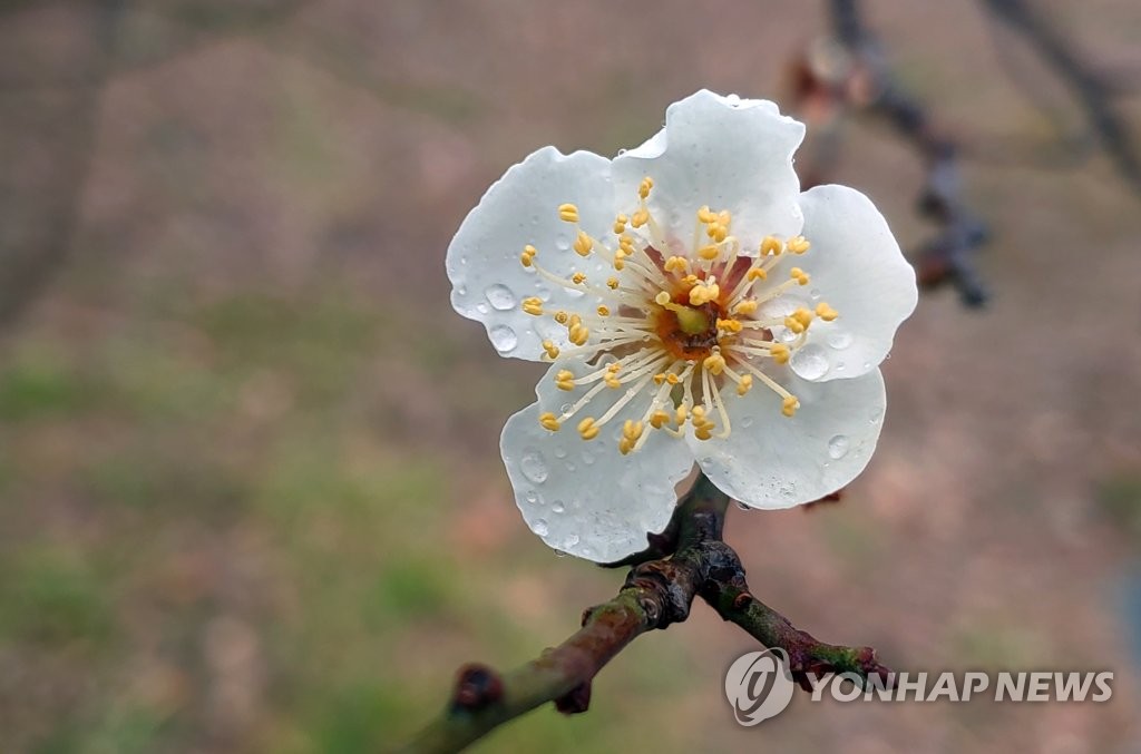 매화 적시는 겨울 단비