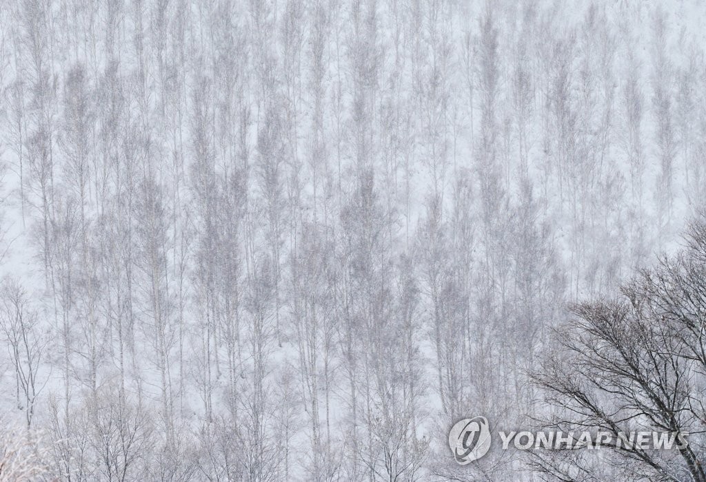 눈 내리는 자작나무 숲