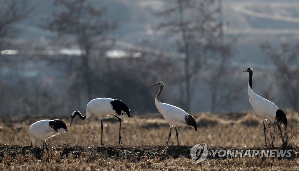 철원평야 위 두루미