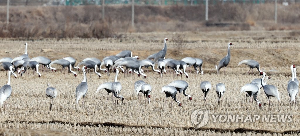 Migrant cranes Migrant cranes
