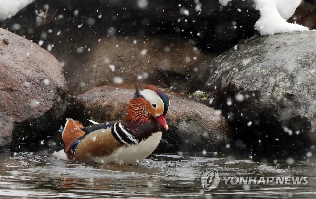 원앙의 겨울나기