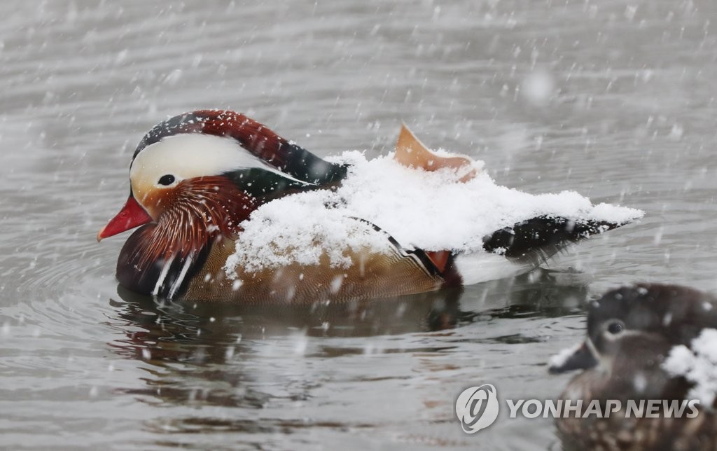 눈 이불 덮은 원앙