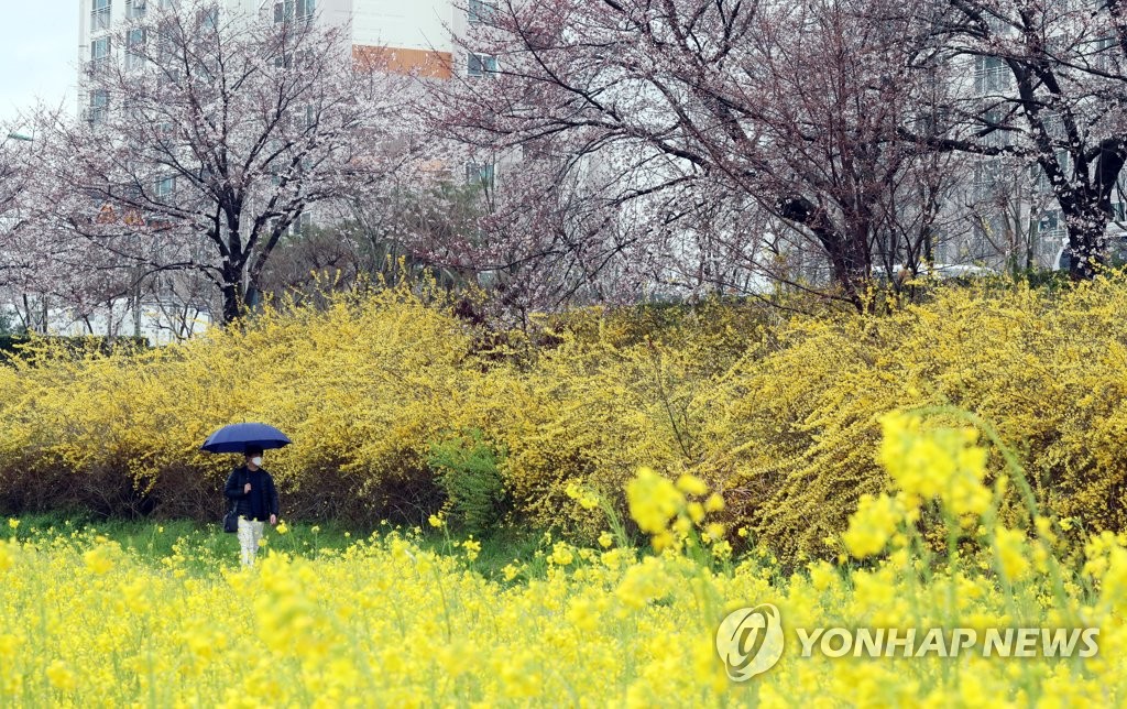벚꽃·개나리·유채꽃 그리고 봄비