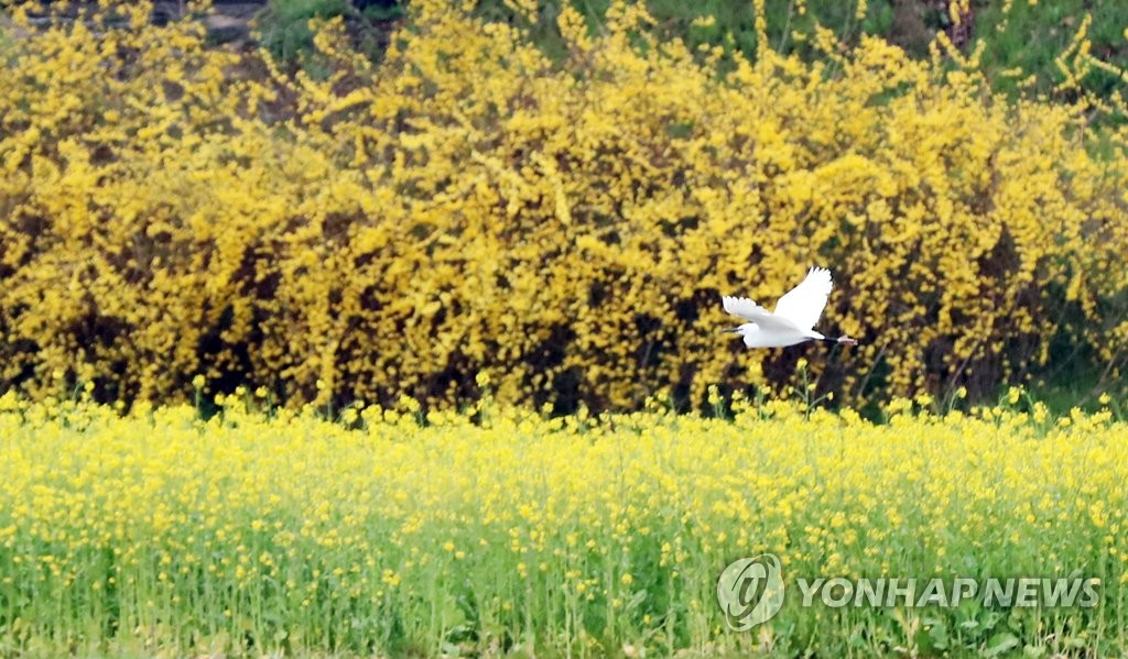 봄의 비행