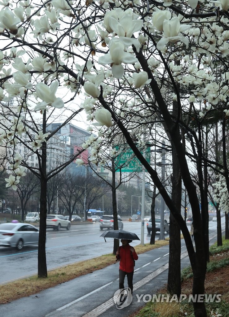 Magnolia blossoms Magnolia blossoms