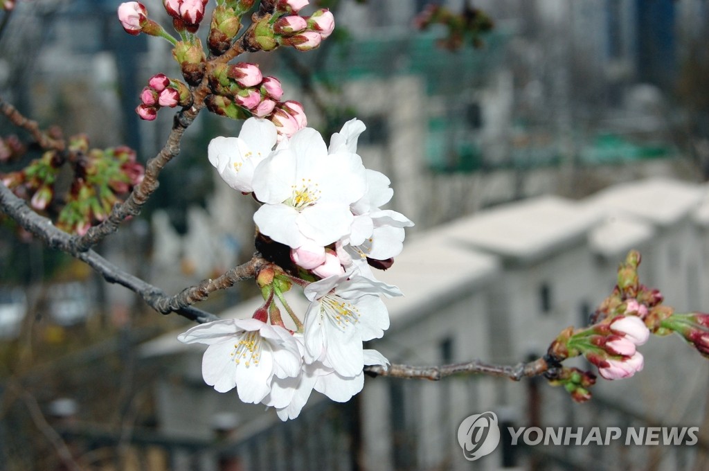 서울 벚꽃, 오늘 개화…1922년 관측 이래 가장 빨리 폈다