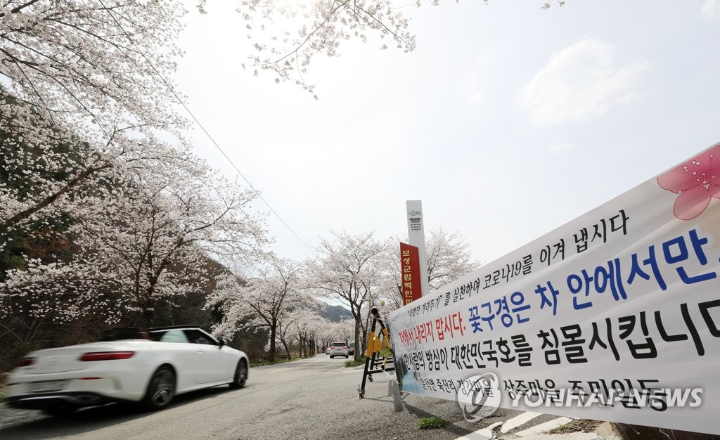 벚꽃 구경은 차 안에서