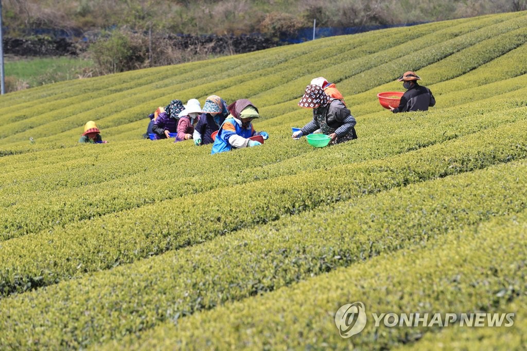 제주 오설록 햇차 수확