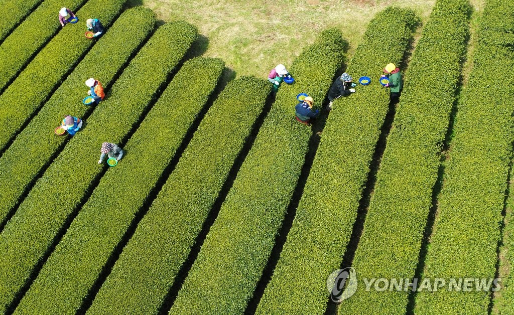 '지금은 햇차 수확중'