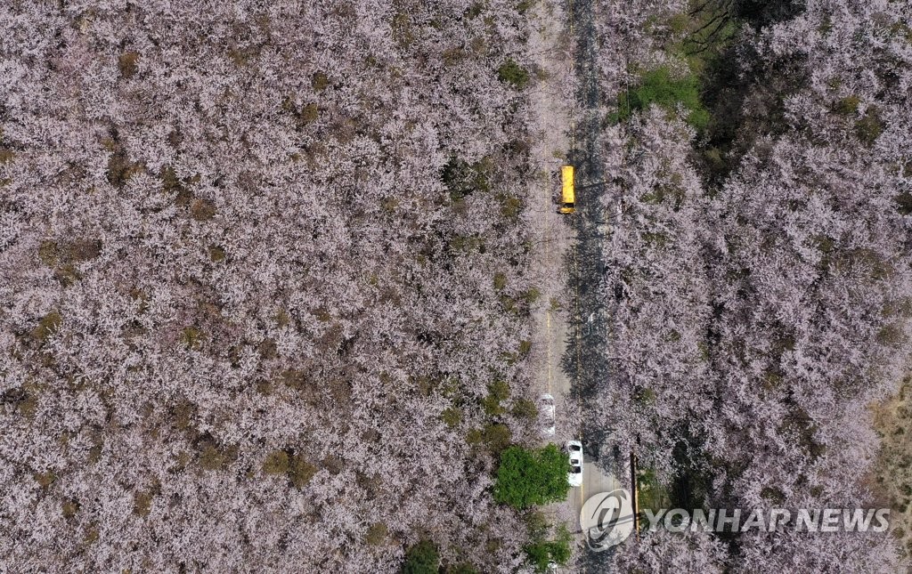 환상의 벚꽃 드라이브
