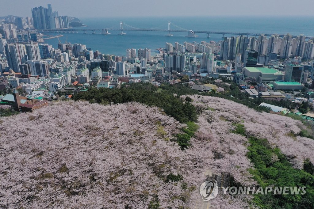 부산의 봄
